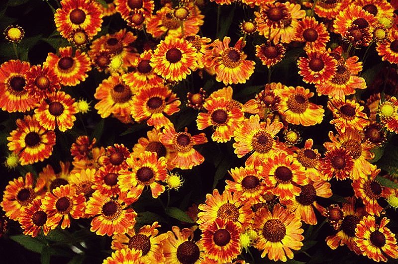 15 декоративных цветов, цветущих до глубокой осени