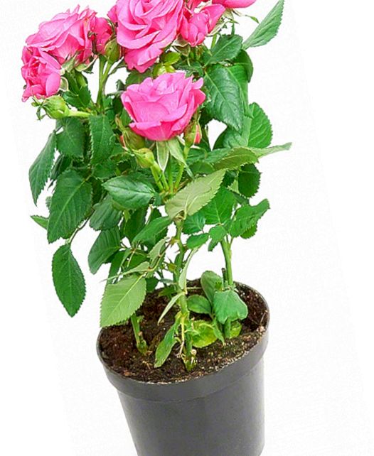 Как вырастить розу из срезанного цветка?