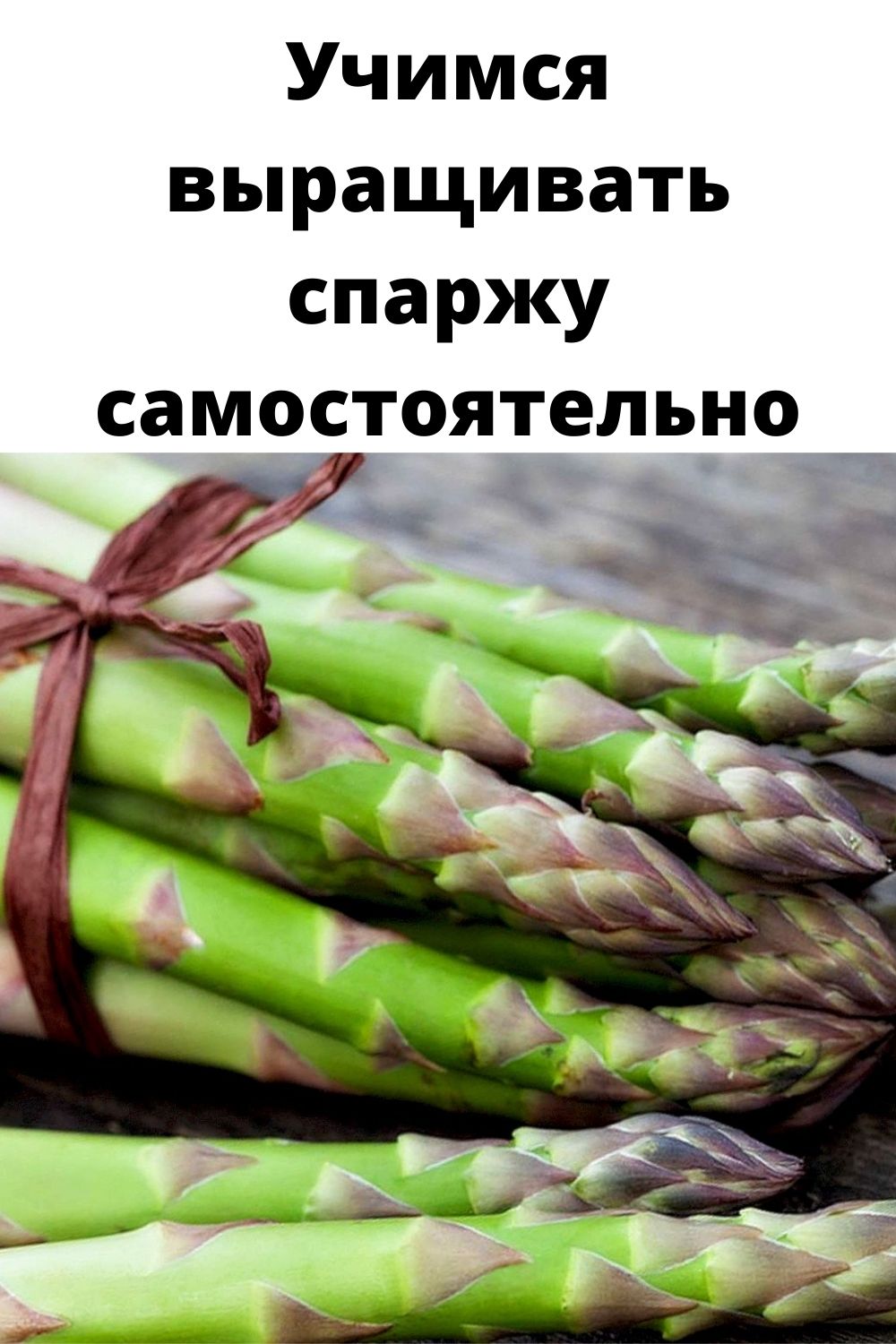 Схема посадки спаржи