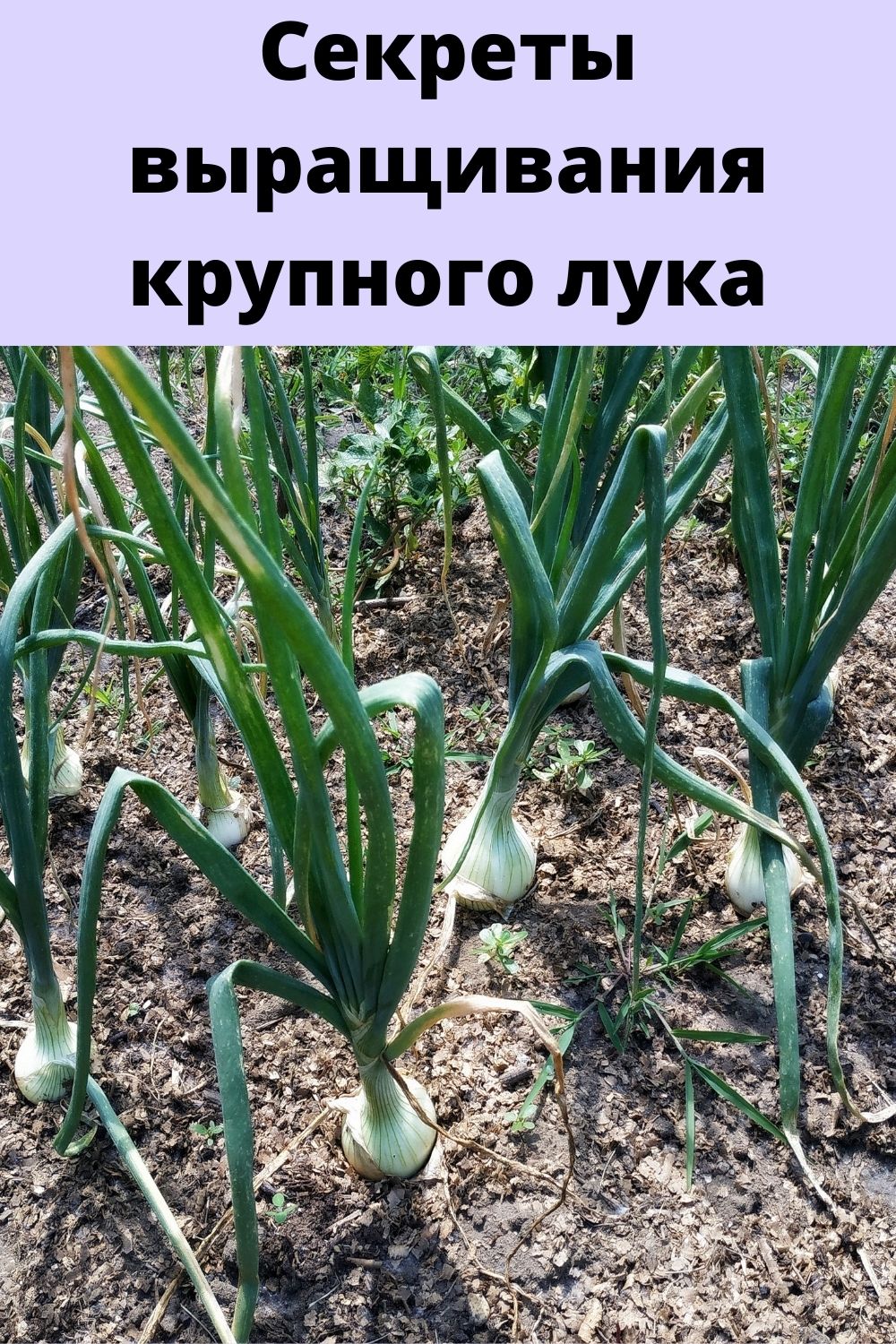 Секреты выращивания крупного лука