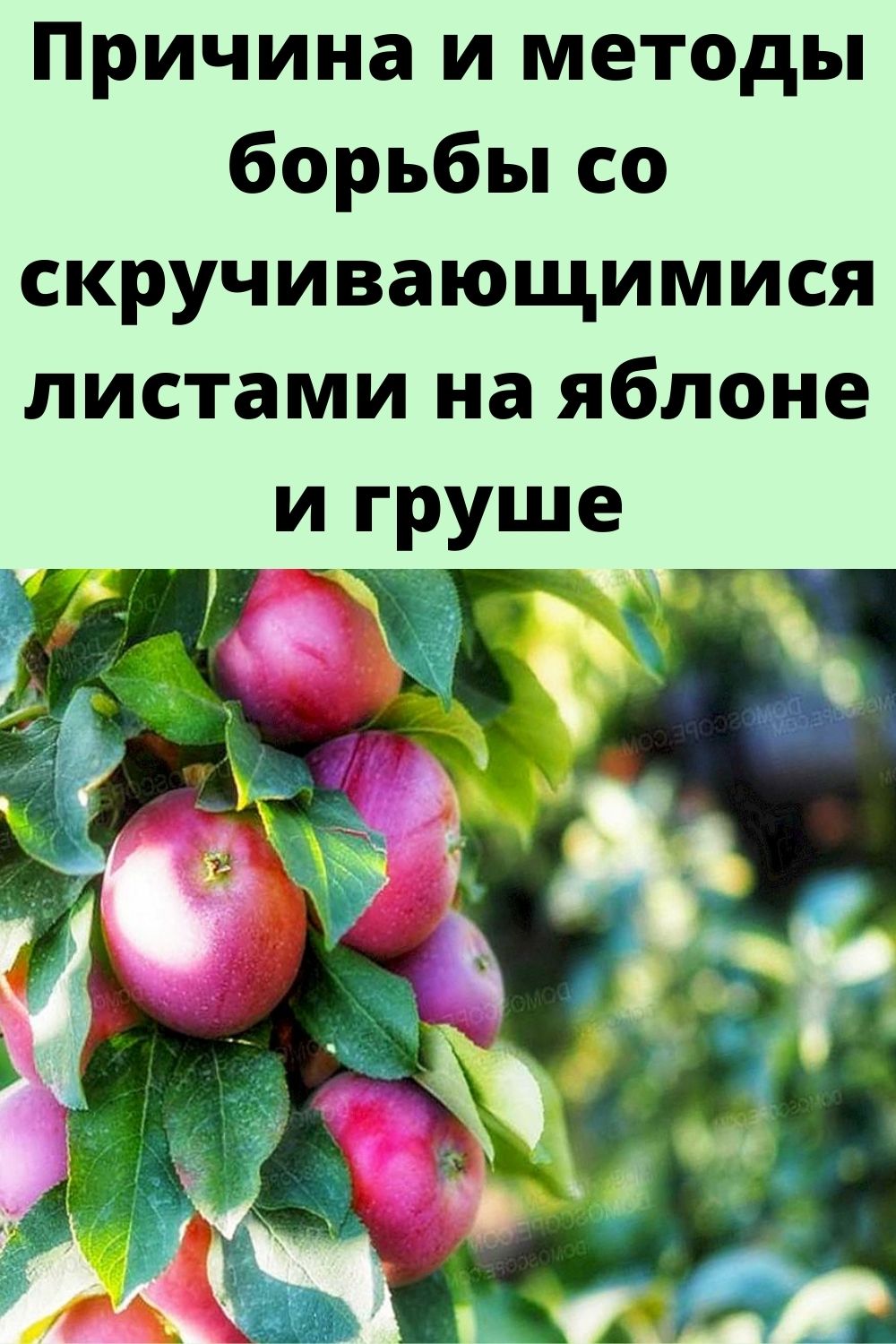 Причина и методы борьбы со скручивающимися листами на яблоне и груше