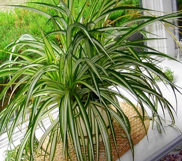 Эти растения хорошо фильтруют воздух в помещении
