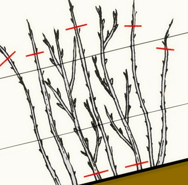 Как правильно подрезать малину. Обрезка ремонтантной малины весной. Формирование куста малины весной. Подрезка малины весной высота. Ветка малины весной.