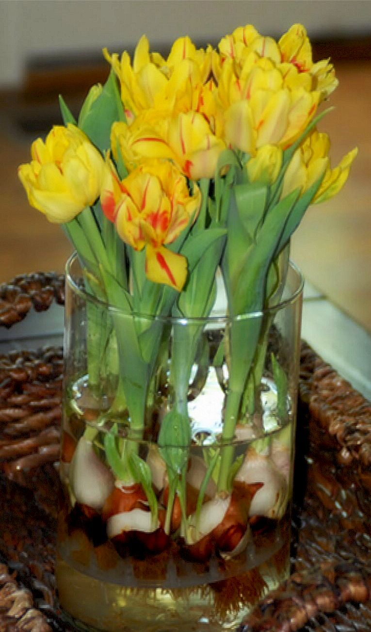 Можно ли тюльпаны с луковицами в воду. Тюльпаны в вазе с луковицей. Луковичные в стеклянной вазе. Тюльпаны в стеклянной вазе. Тюльпаны в горшке.