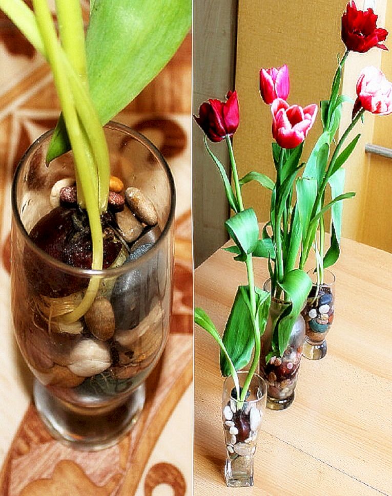 Как вырастить тюльпан из цветка. Тюльпаны в горшке в домашних. Тюльпаны растут в вазе. Тюльпаны в вазе с луковицей. Тюльпан из луковицы.