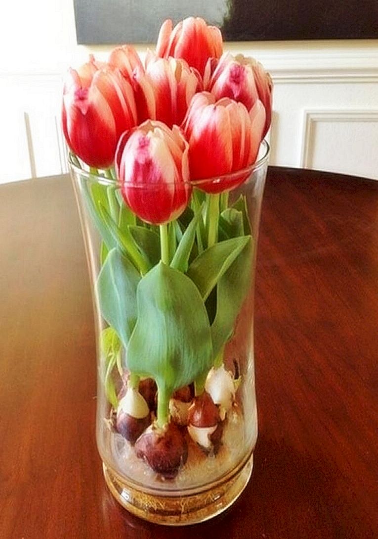 Можно ли вырастить тюльпаны в домашних условиях. Dome тюльпаны (Tulips) 031003. Тюльпаны в гидрогеле. Тюльпаны в вазе.