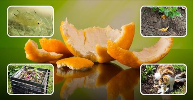 Апельсиновые корки – польза для сада и огорода, особенности применения на даче