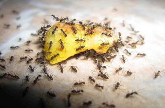 Как избавиться от муравьев в теплице навсегда. Без вреда для растений