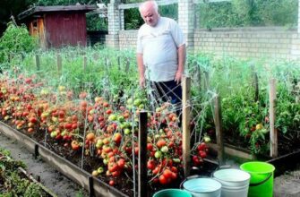 За лето провела три таких подкормки. В итоге урожай мы получили отменный