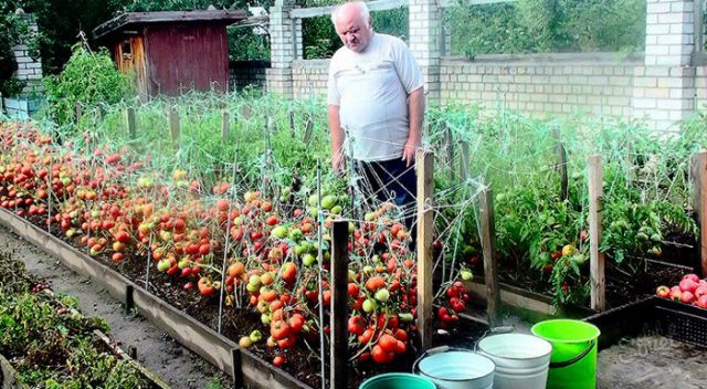 За лето провела три таких подкормки. В итоге урожай мы получили отменный