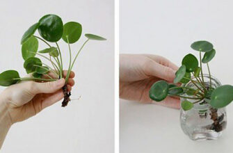 Вы должны иметь это в своем доме: растение, которое приносит здоровье и деньги в ваш дом!