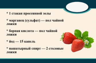 Когда зацвела клубника, готовлю комплексное удобрение, которое повышает урожай в 2 раза