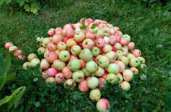 Опавшие яблоки не выбрасываю, а бегом несу в теплицу: хитрость «От свекрови». Польза для помидоров.