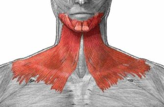Подкожная мышца шеи: секрет молодой и здоровой шеи