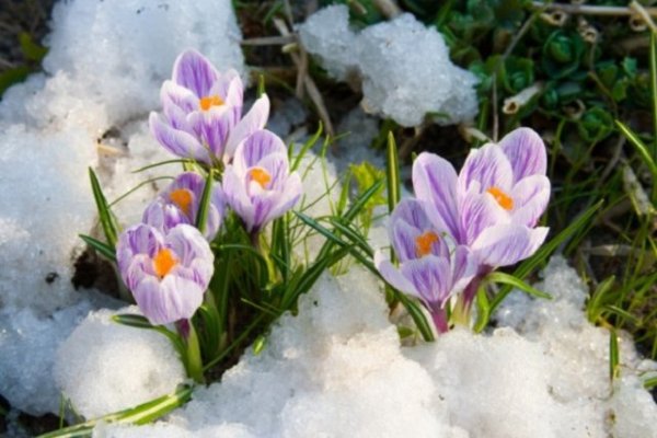 10 вещей, которые вам никто не расскажет о первом садово-огородном участке