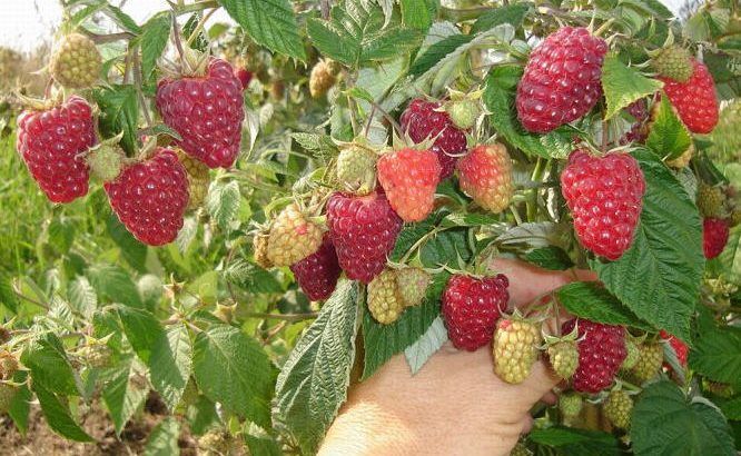 ВОТ ЧТО СДЕЛАТЬ, ЧТОБЫ МАЛИНА БЫЛА КРУПНЕЕ. ПОЛЕЗНЫЕ СОВЕТЫ