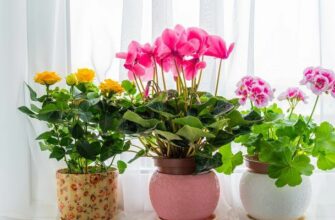 7 советов флористов: чтобы комнатные цветы росли как сумасшедшие!