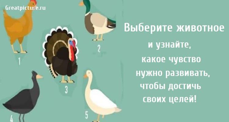 Выберите животное и узнайте, какое чувство нужно развивать, чтобы достичь своих целей!