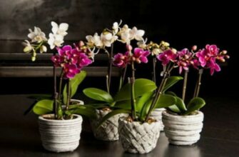 Перекись водорода — лучшее удобрение для орхидей
