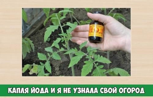 Одна капля йода и я не узнала свой огород!