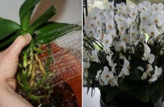 Пересадила орхидеи необычным способом… когда гости увидели моих красавиц, ахнули!
