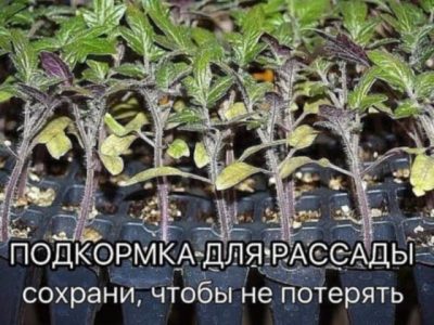 Подкормка для рассады