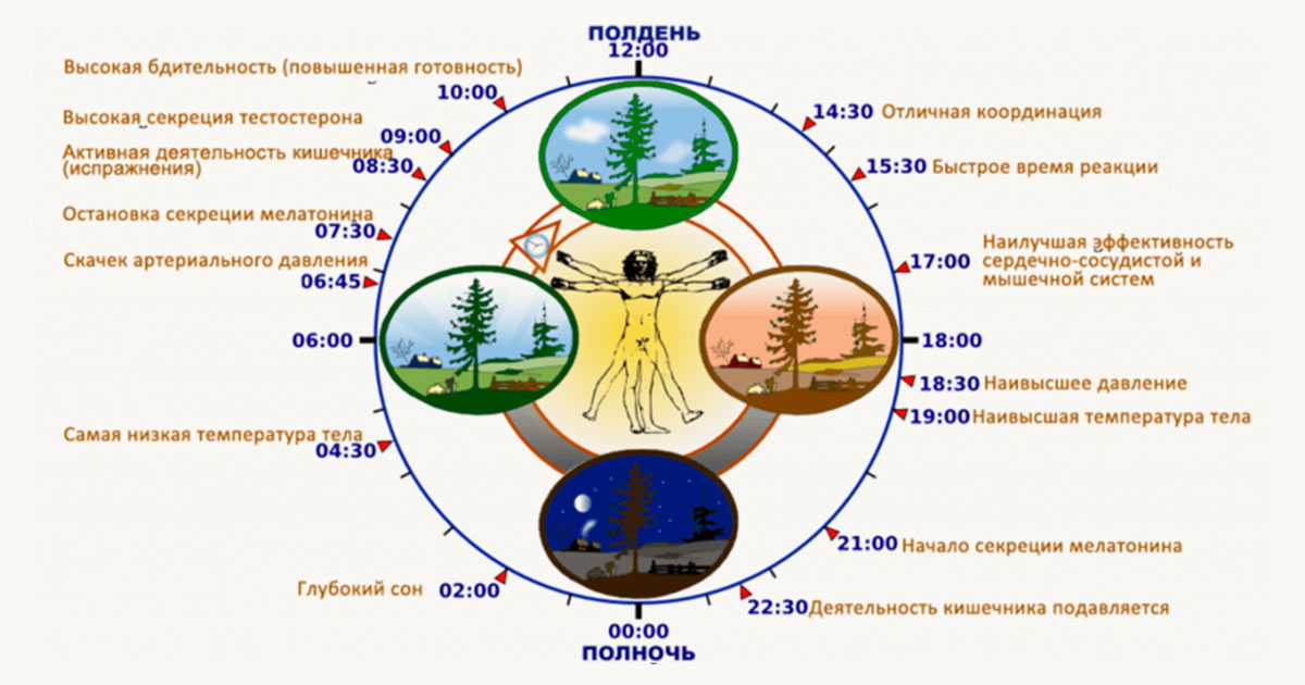 Время работы организма по часам: что важно знать каждому