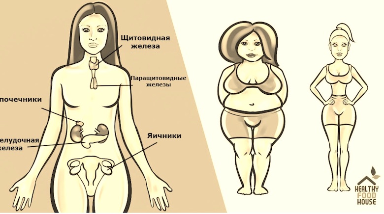 Есть 6 гормонов, которые не дают вам скинуть вес. Вот что делать с каждым из них