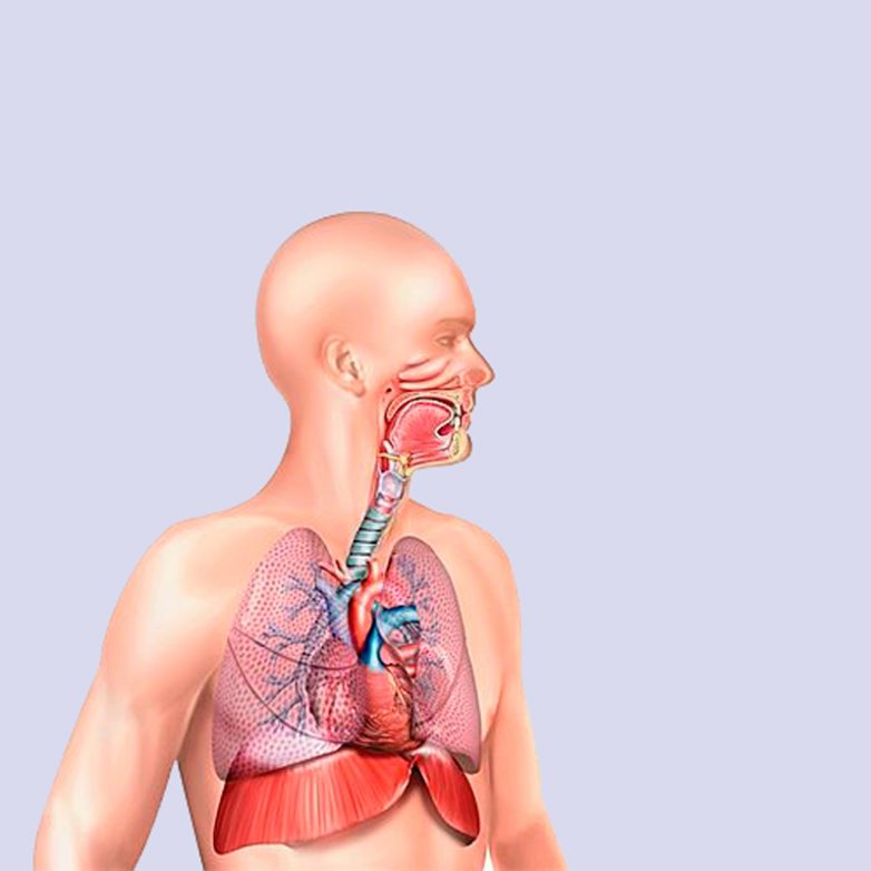 Упражнения, которые улучшат работу дыхательной системы