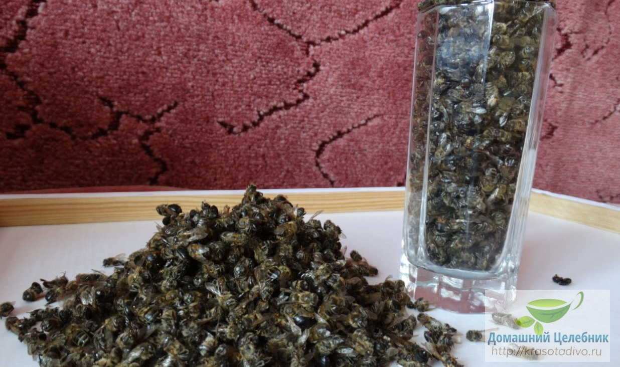 Настойка из пчелиного подмора — спасет от 100 болезней, даже онкологии…