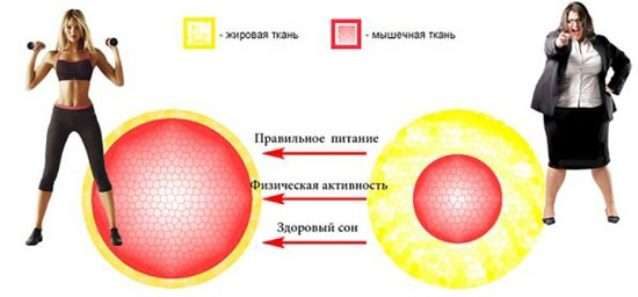 Как похудеть без спортзала