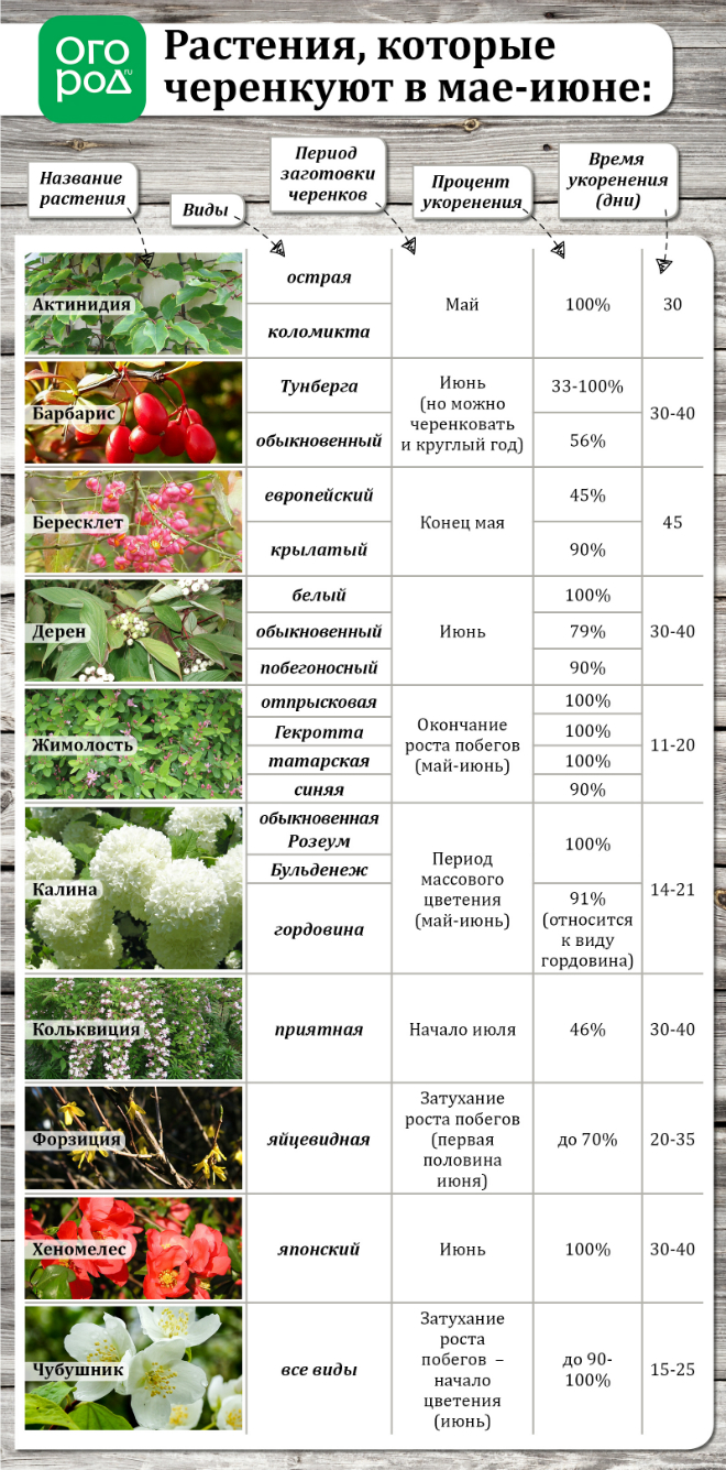 Летнее размножение декоративных растений зелеными черенками