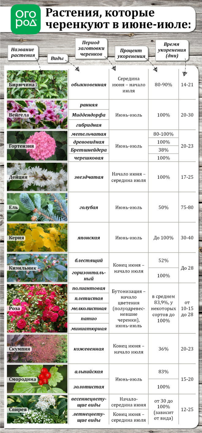 Летнее размножение декоративных растений зелеными черенками