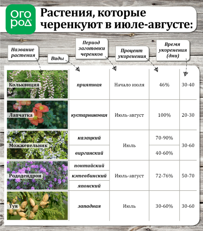 Летнее размножение декоративных растений зелеными черенками