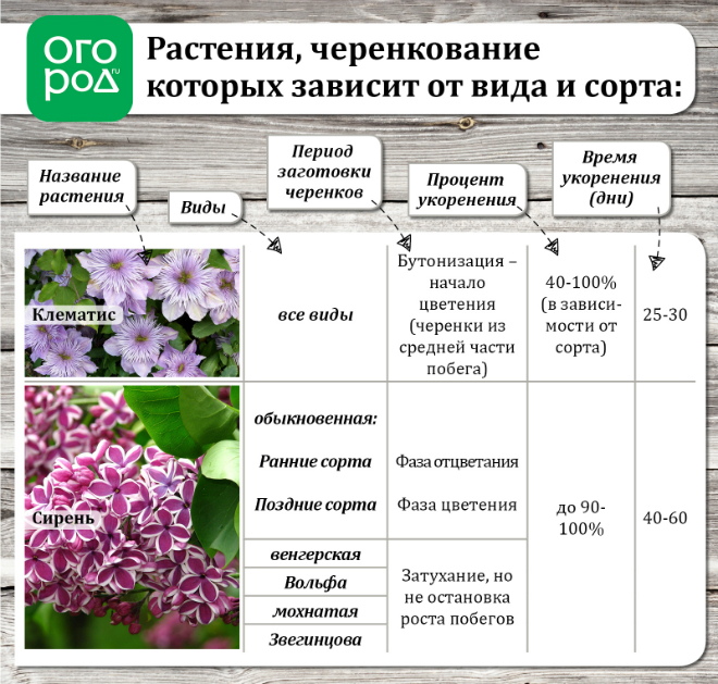 Летнее размножение декоративных растений зелеными черенками