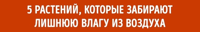 10 растений для идеального микроклимата в доме