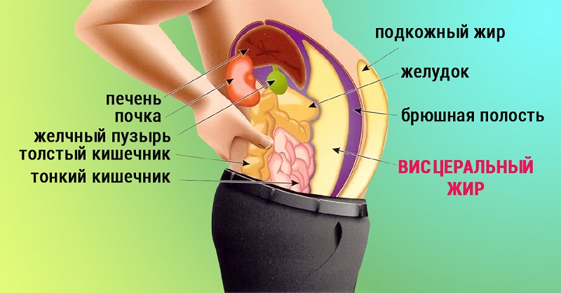 Висцеральный жир — невидимый враг! Избавилась от этой гадости…