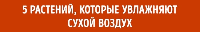 10 растений для идеального микроклимата в доме