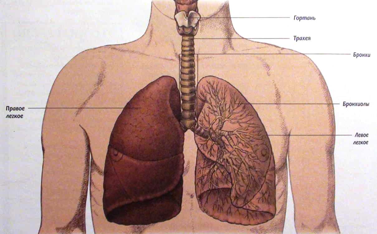 Легкие принимают. Лёгкие человека расположение. Лёгкие орган человека. Расположение бронхов и легких.