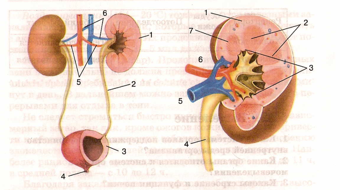 Рисунок почки по биологии