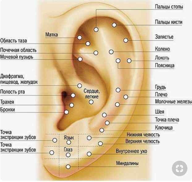 6 точек на ухе, которые вернут здоровье и хорошее самочувствие