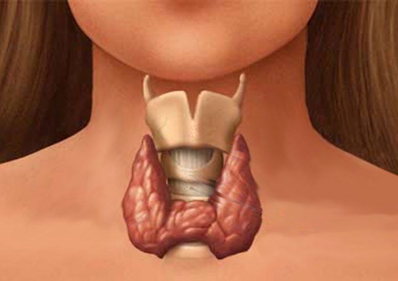Продукты, которые лечат щитовидную железу