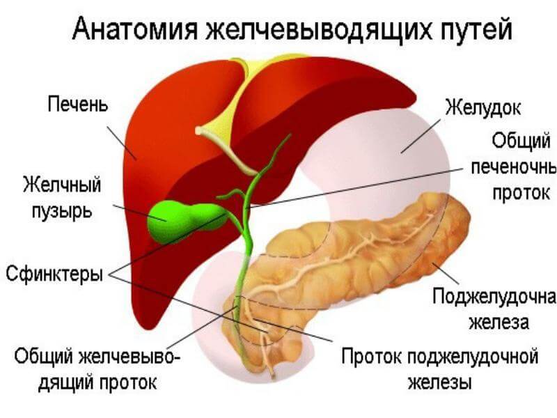 Застой в желчном — боль в сердце и суставах