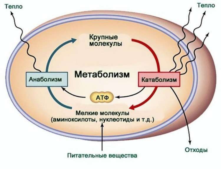 Хотите похудеть без труда? Американские ученые узнали, как это сделать