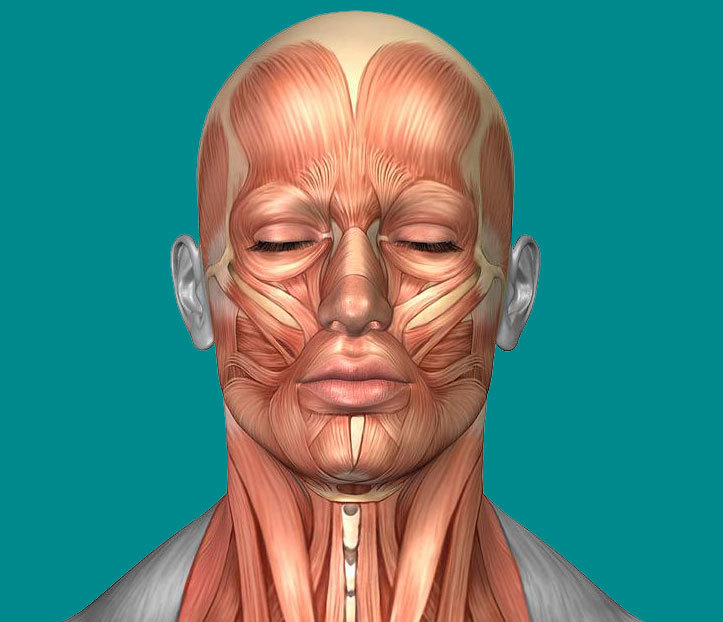 Схема мышц лица и шеи человека косметологические линии